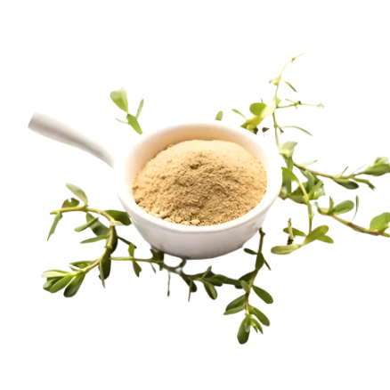 Bacopa brahmi