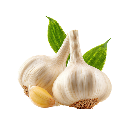 Garlic Bulb