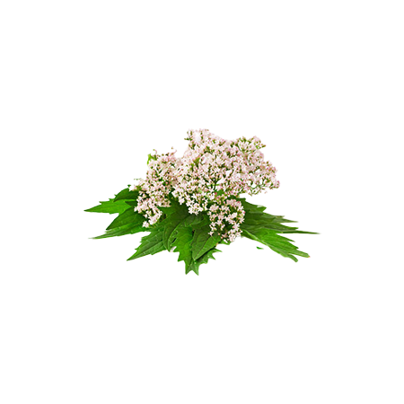 Valerian Root